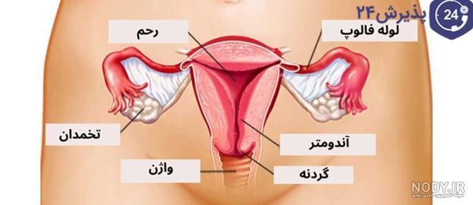 معده کجای بدن انسان است؟ شکل و آناتومی + بیماری ها