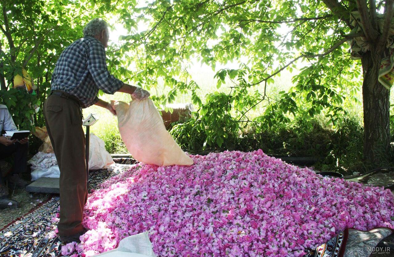 گل محمدی ؛ خواص و روش‌ های استفاده از آن - مجله اینترنتی دوستان