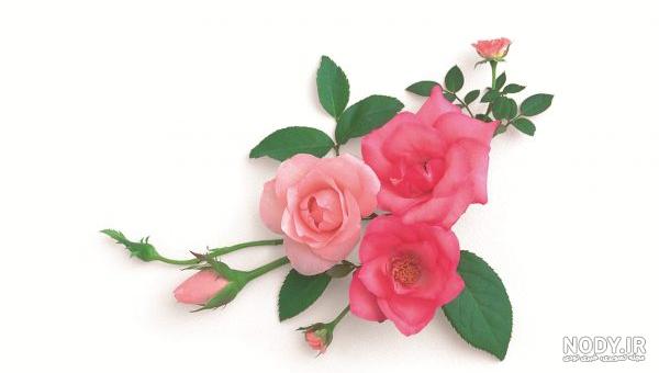 ۱۹ عکس نوزاد تازه متولد شده پسر و دختر • ستاره ۱۹ عکس نوزاد تازه متولد شده پسر و دختر • ستاره