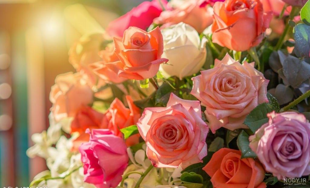 85 عکس گل رز با رنگ های زیبا و خاص 85 عکس گل رز با رنگ های زیبا و خاص