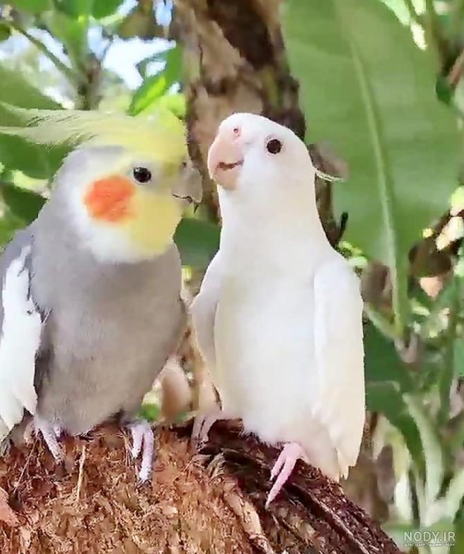 عکس بچه های ژاله صامتی