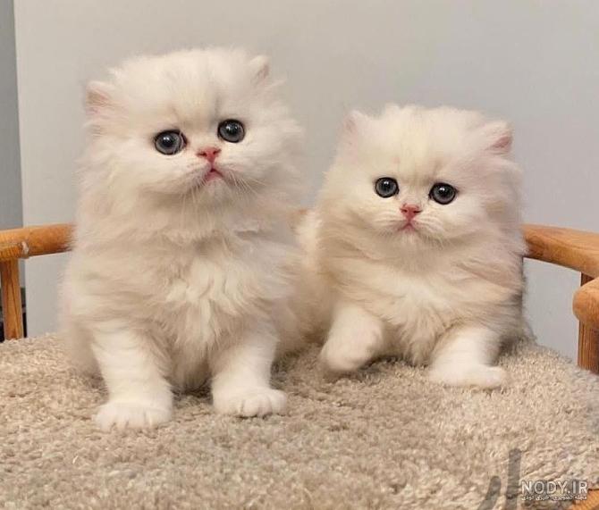 عکس بچه گربه ی خانگی عکس بچه گربه ی خانگی