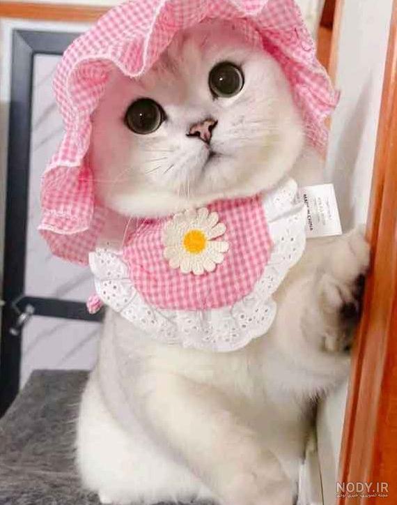 عکس فیک گربه برای پروفایل - عکس نودی عکس فیک گربه برای پروفایل - عکس نودی