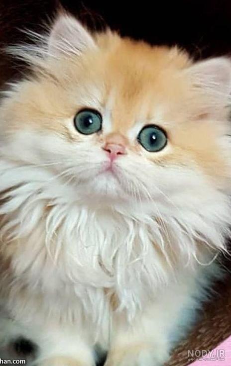 عکس فیک گربه خانگی عکس فیک گربه خانگی