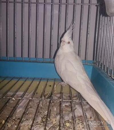 مجموعه عکسهای بچه ژاله صامتی (جدید)
