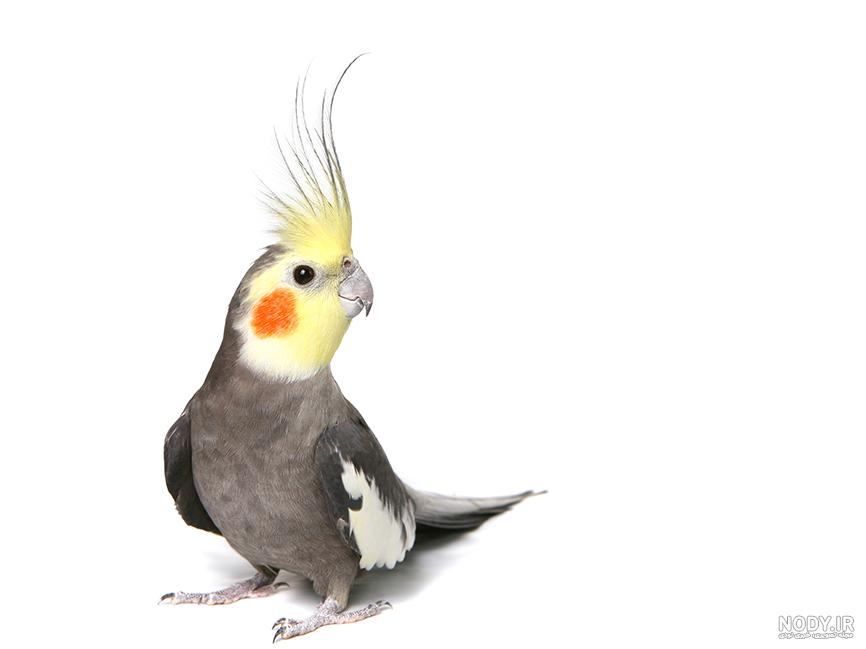 Choosing a Pet: Birds — Katy Area Veterinary Medical Group