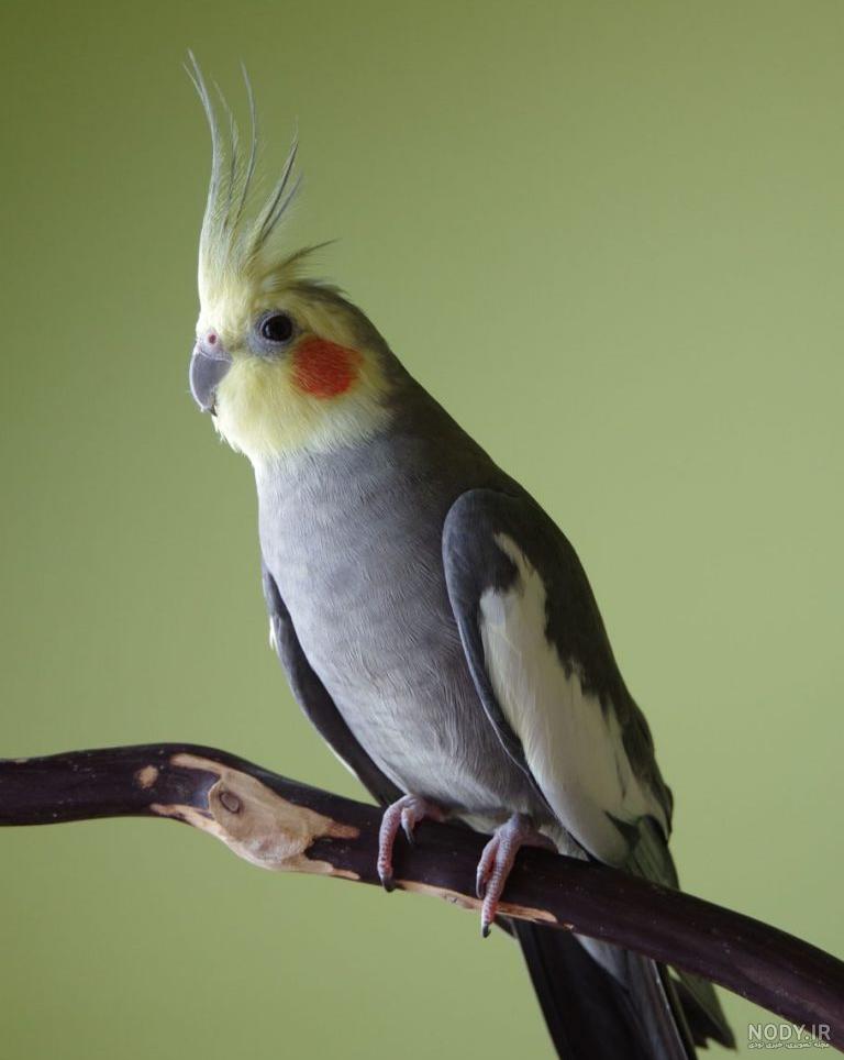 Cage Parrot Bird Gray White Cockatiel-20 Inch By 30 Inch Laminated ...