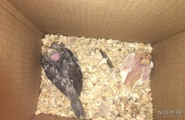 Grey Cockatiel | Cockatiel, Pet birds, …