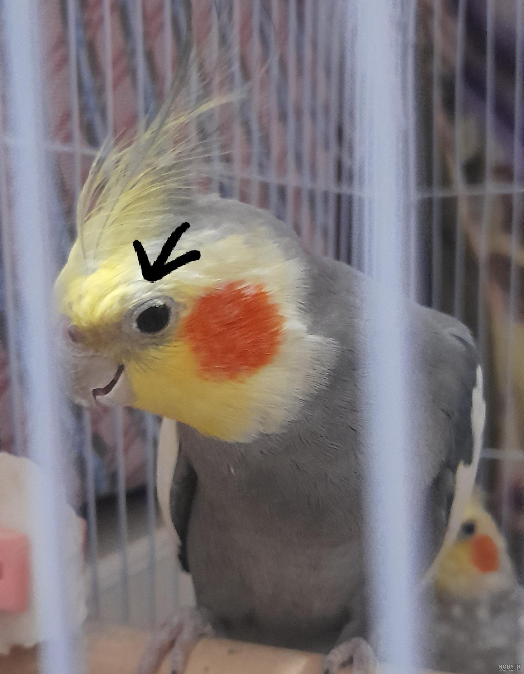 Cockatiel wallpaper | 2560x1920 | #58245