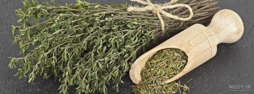 آویشن شیرازی؛ فواید و خواص، نحوه مصرف و ترکیبات و مضرات آن - آقای ... آویشن شیرازی؛ فواید و خواص، نحوه مصرف و ترکیبات و مضرات آن - آقای ...
