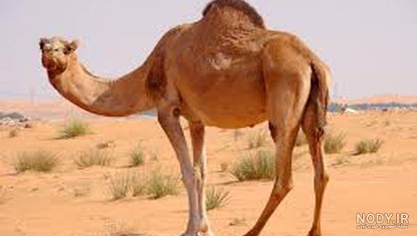 تصاویر جالب از گربه‌های زشت و زیبا