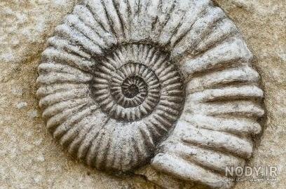 خواص فسیل آمونیت Ammonite (انرژی، طالع‌شناسی، ارتباط با چاکرا و ...