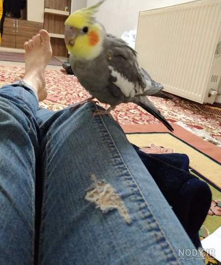 طوطی عروس هلندی - ️ نکس