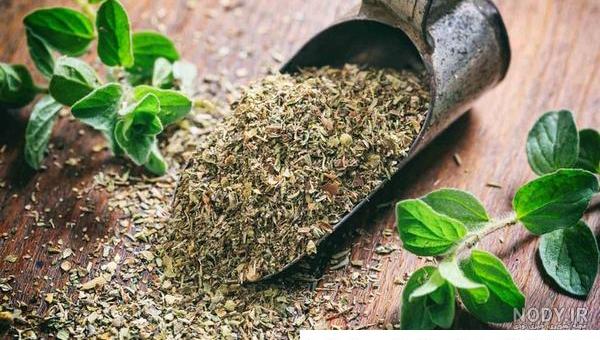 عکس آویشن شیرازی - عکس نودی عکس آویشن شیرازی - عکس نودی