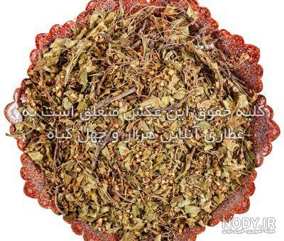 عکس آویشن شیرازی - عکس نودی عکس آویشن شیرازی - عکس نودی