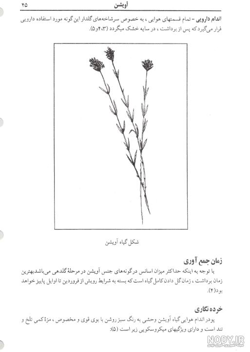 عکس آویشن شیرازی - عکس نودی عکس آویشن شیرازی - عکس نودی