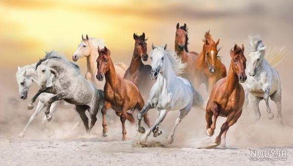 عکس اسب وحشی عکس اسب وحشی