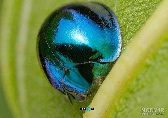عکس استوک کفشدوزک - Ladybugs Isolated - ایران جی اف ایکس عکس استوک کفشدوزک - Ladybugs Isolated - ایران جی اف ایکس