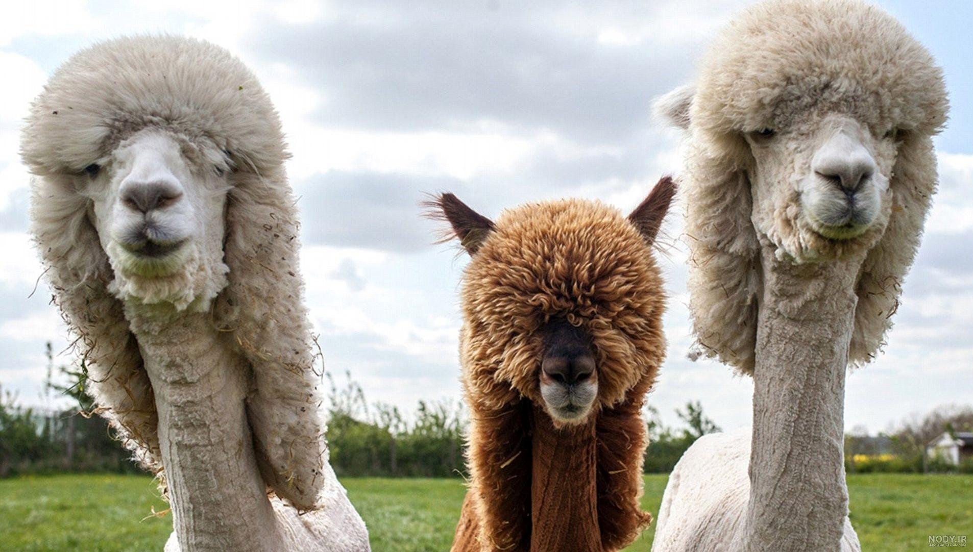 عکس شتر دو کوهانه bactrian camel