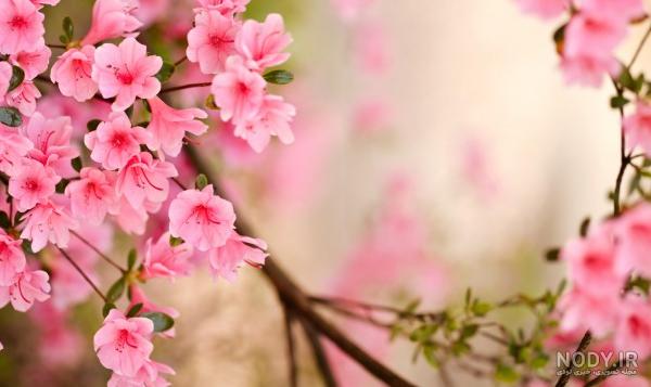 عکس شکوفه های بهار