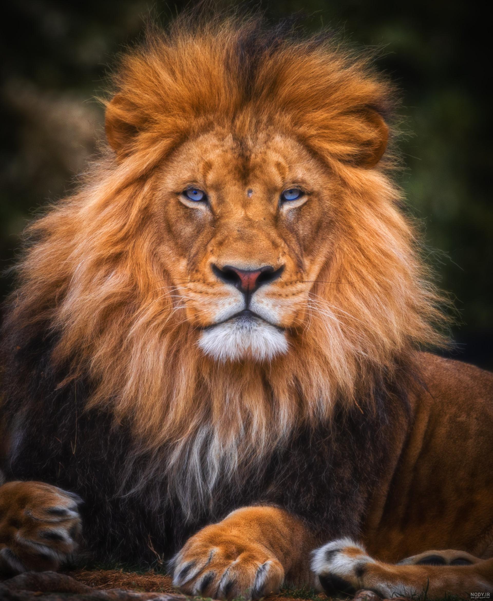 عکس شیر حیوانات