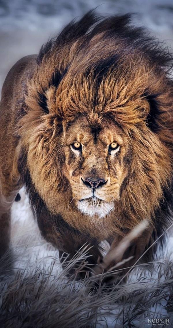 عکس شیر🦁دانلود 17 عکس شیر جنگل با کیفیت بالا
