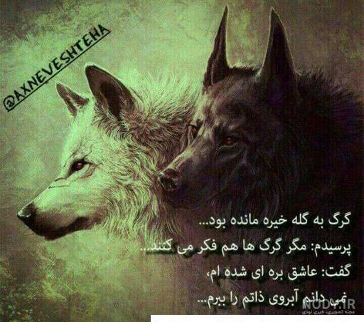 عکس گرگ تنها با متن عکس گرگ تنها با متن