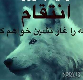 عکس گرگ تنها با کیفیت بالا عکس گرگ تنها با کیفیت بالا