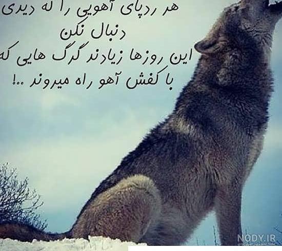 عکس گرگ تنها با کیفیت بالا عکس گرگ تنها با کیفیت بالا
