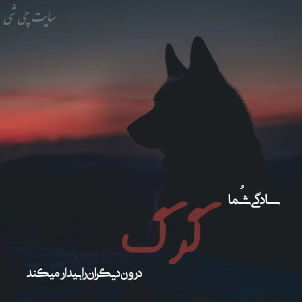 عکس گرگ تنها با کیفیت بالا عکس گرگ تنها با کیفیت بالا