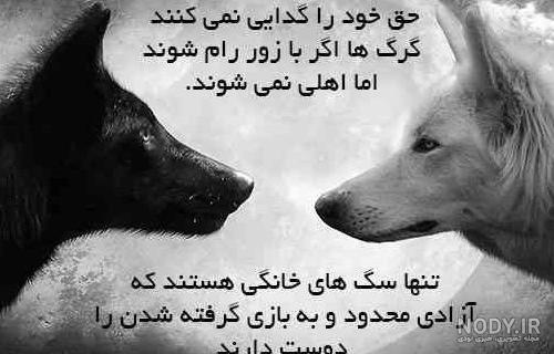 عکس گرگ تنها ❤️ [ بهترین تصاویر ]