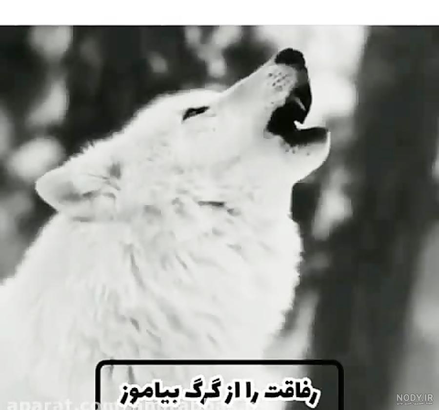 عکس گرگ تنها ❤️ [ بهترین تصاویر ]