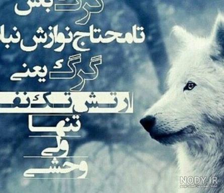 عکس گرگ تنها ❤️ [ بهترین تصاویر ]