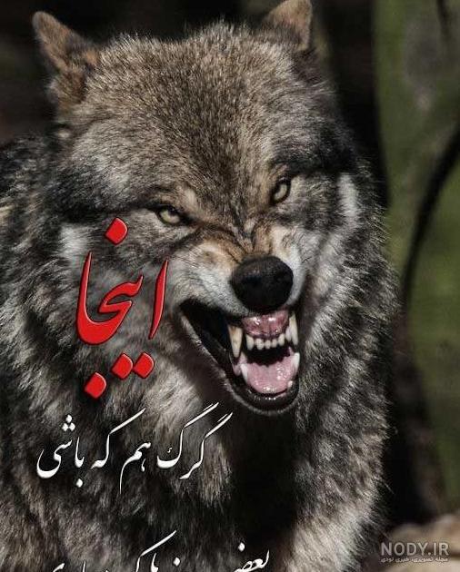 عکس گرگ تنها ❤️ [ بهترین تصاویر ]