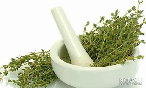 عکس گیاه آویشن ❤️ [ بهترین تصاویر ]