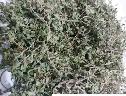 گیاه آویشن گیاه آویشن
