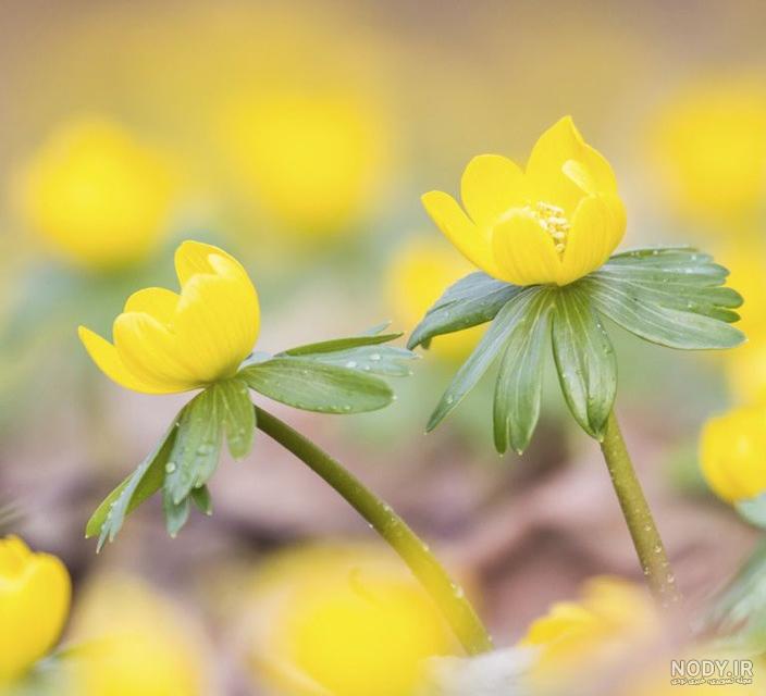 زیباترین گل های زمستانی؛ معرفی ۴۷ گل مقاوم به سرما - چطور