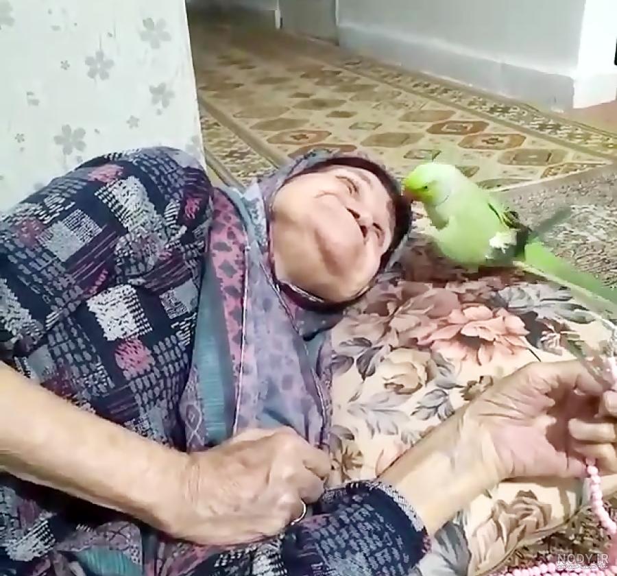 طوطی ملنگو سخنگو - شیرین کاری های طوطی