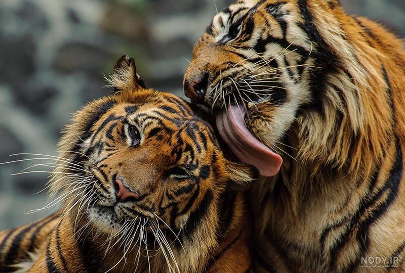 عکس ببر برای پروفایل | معرفی ببر مازندران و تصاویر ببرهای وحشی