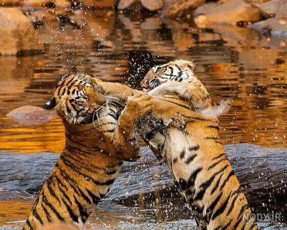 عکس ببر نر و ماده
