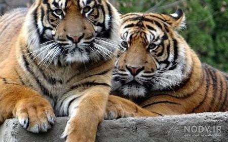 عکس بچه ببر - عکس نودی
