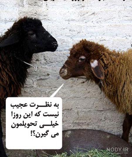 عکس خنده دار عید