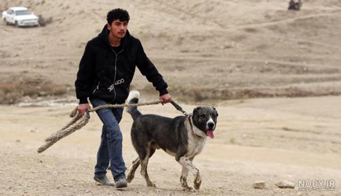 عکس سگ سرابی و افغان