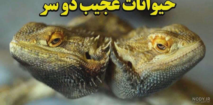عکس سگ های غول پیکر و بسیار وحشی و خطرناک - تــــــــوپ تـــــــــاپ عکس سگ های غول پیکر و بسیار وحشی و خطرناک - تــــــــوپ تـــــــــاپ