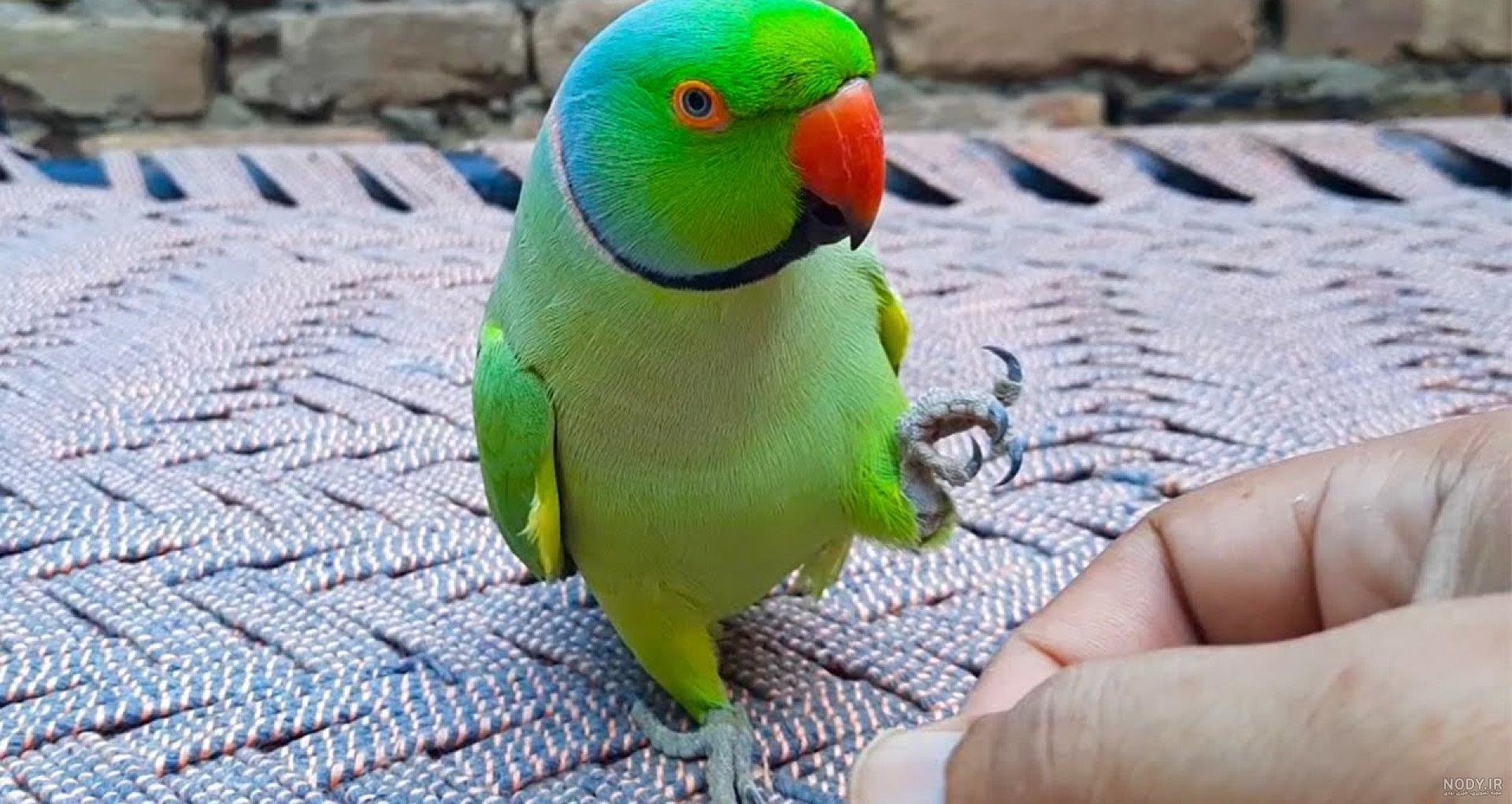 عکس طوطی سبز رنگ