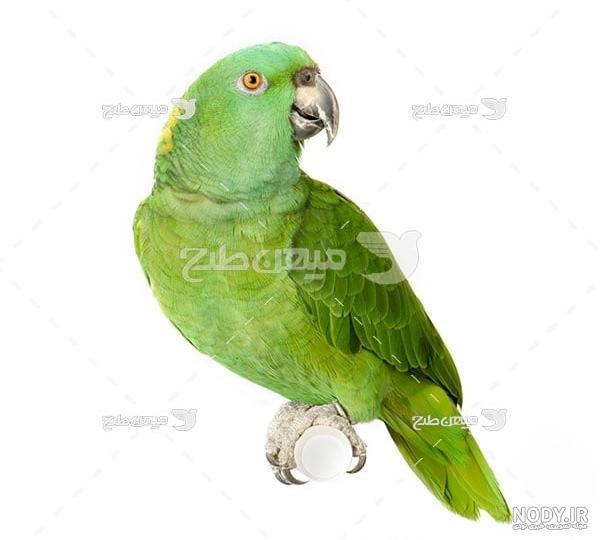 عکس طوطی سخنگو سبز