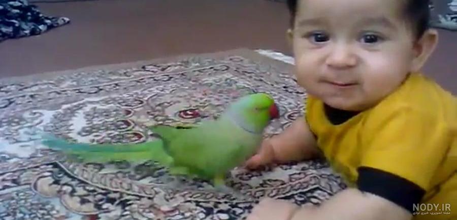 عکس طوطی سخنگو