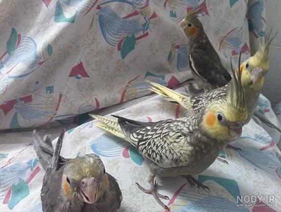 عکس عروس هلندی رنگ گل باقالی