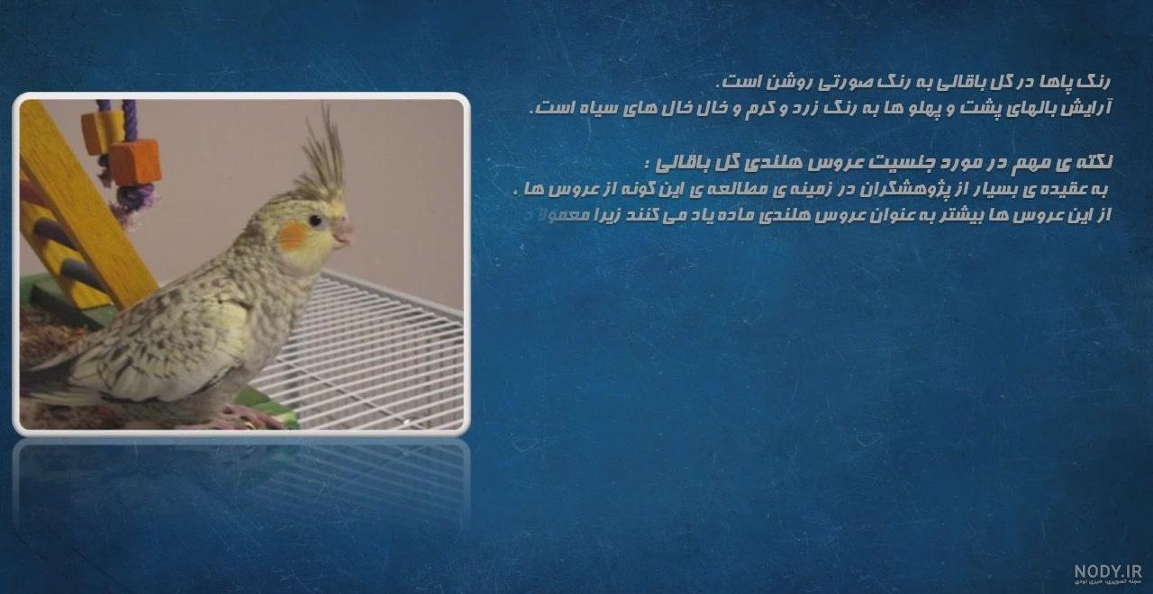 عکس عروس هلندی نژاد گل باقالی