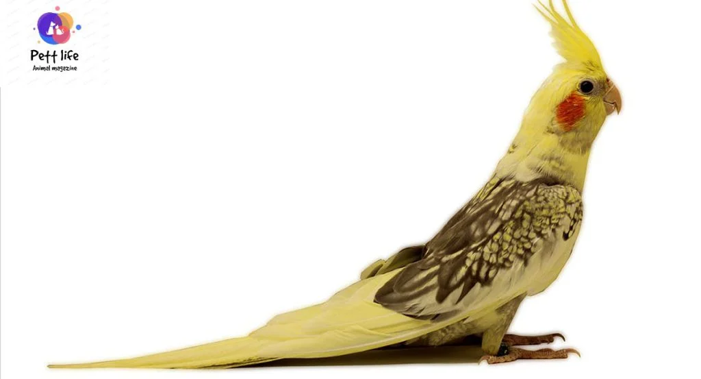عکس عروس گل باقالی